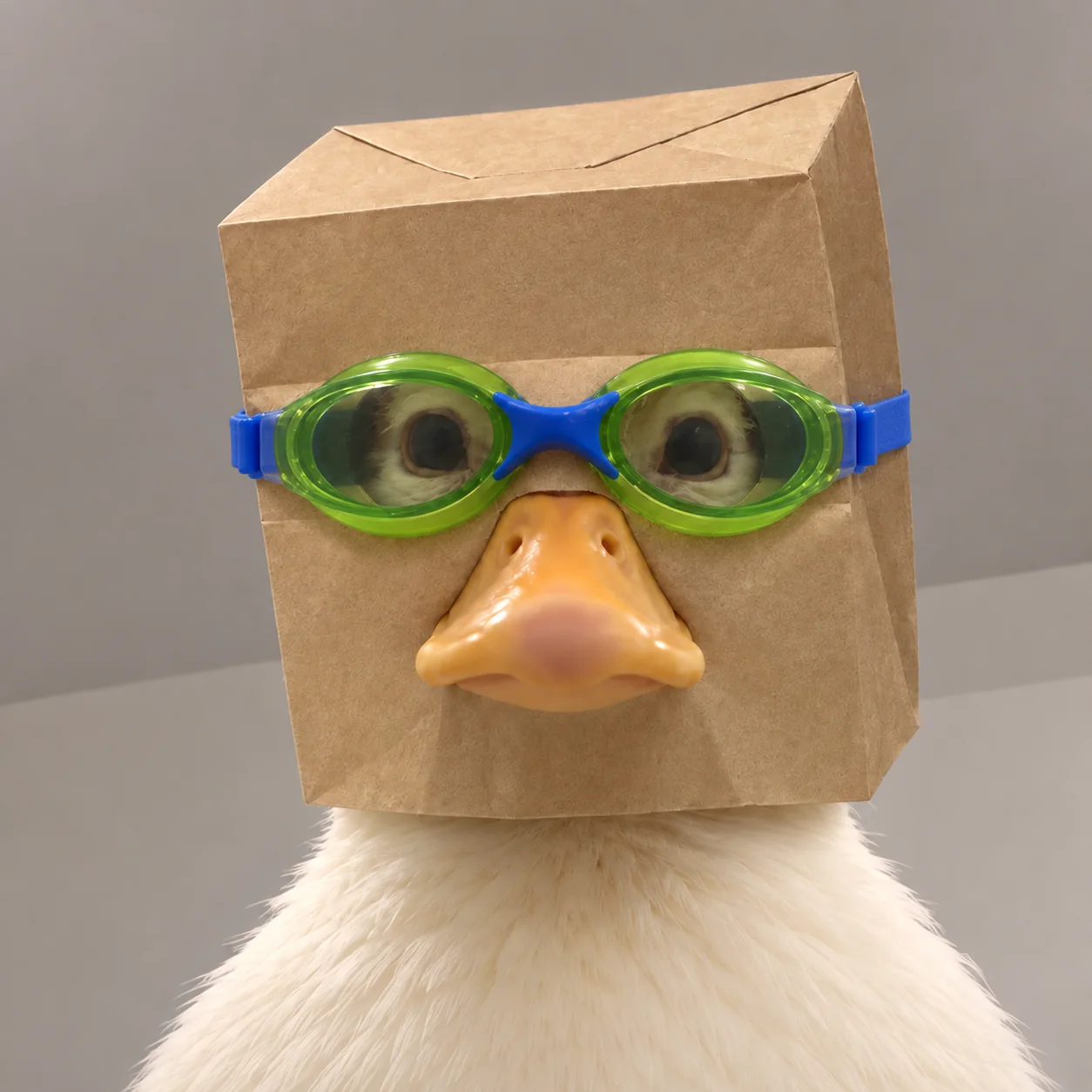 The original confirmed portrait of Anonymous Nasduck